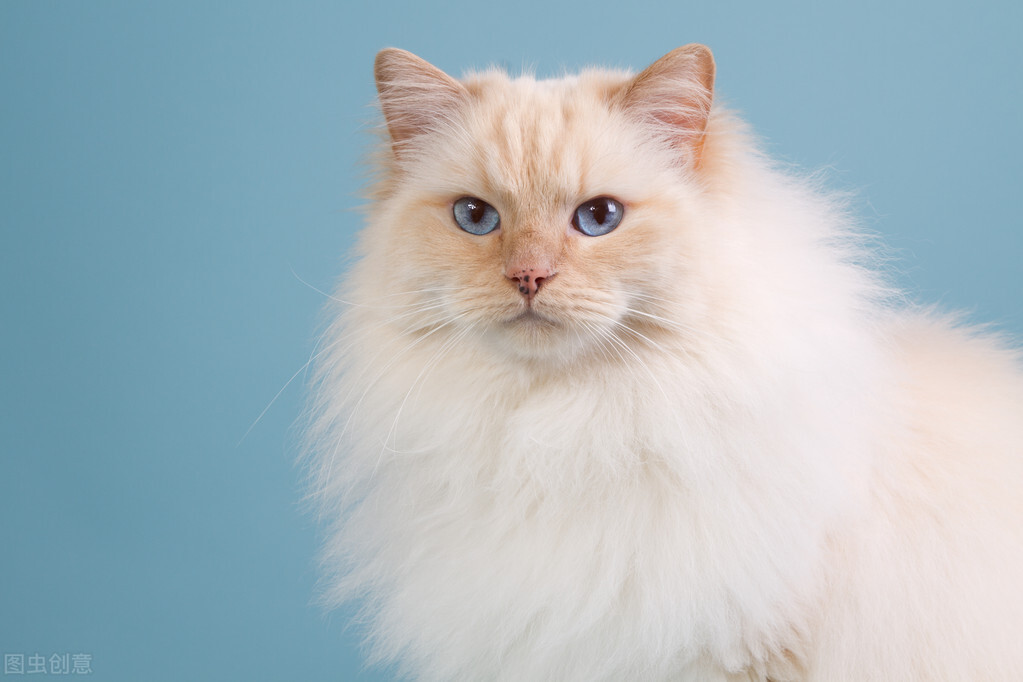 常见的几种“布偶猫”花色，你会区分吗？