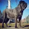 美国一宠物犬身高达1.8米 类似7000年前战斗犬
