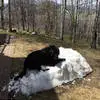 国外拉布拉多犬守护雪堆图片走红网络