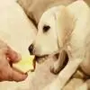 狗狗吃水果的四个注意事项