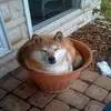 把狗狗放进花盆里,顿时画面就萌起来了