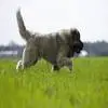 高加索犬能活多少年