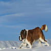 瑞士国犬圣伯纳：从雪崩搜救到社会工作