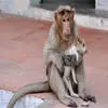 印度一神猴收养一只宠物狗 这场面真是活久见