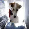 花125美金带狗狗上飞机,却被美联航空姐关行李舱致其死亡...