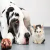英大丹犬“献血”救流浪猫助其免于失明