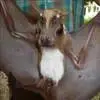 飞天神狗?非洲发现神秘蝙蝠 长了一张狗狗脸