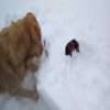 母鸡被困在雪地里,狗狗奋力抢救!