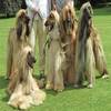 阿富汗猎犬毛发干燥怎么办