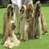 阿富汗猎犬毛发干燥怎么办