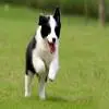 哪些狗狗不适合跑步