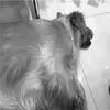 杭州一小区被投放火腿肠样毒物，一个多月十条宠物狗误食死亡