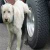 狗狗总喜欢在轮胎上撒尿怎么办