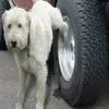 狗狗总喜欢在轮胎上撒尿怎么办