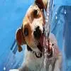 怎么让狗狗爱上喝水