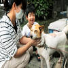 意志顽强的动物们：日本洪灾现“狗坚强”