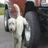 狗狗老是在轮胎上尿尿怎么办？这几招绝对能对付它们！