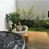 日温泉浴场为宠物狗提供“驱魔”服务