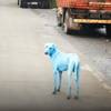 狗狗你怎么了?印度惊现蓝色狗 疑因河水污染所致