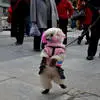 宠物狗一身女装街头直立行走视频网上蹿红