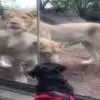 美宠物狗参观动物园 面对狮子猛袭毫不畏惧