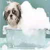如何让不爱洗澡的狗狗洗澡