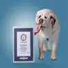 狗狗舌头长18厘米 创吉尼斯世界纪录