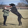 世界最高狗 身高两米一