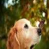 狗狗眼睛常见疾病及护理方法