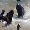 海狮群与四只黑狗海滩上较量声势 黑狗落败