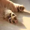 金毛犬的训练方法