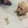 怎么训练小狗坐等食物