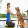 锻炼您的犬——专家的建议