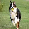 狗狗运动训练需要注意的五个事项