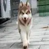怎么训练阿拉斯加雪獒犬不咬人