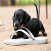 狗狗为什么爱咬拖鞋