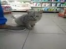 小弟进超市买东西的时候, 一只猫摸瓷器, 最后它没有得到食物, 竟然.....。