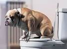 英国的发明家, 6, 用狗粪来供电路灯。