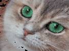 这只猫的眼睛太美, 或者翡翠, 感觉, 我的小心脏不能站立..。