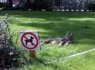 网友拍照, 一个公园的草坪挂了一个牌子: 禁止狗进入, 而是一只猫.....。