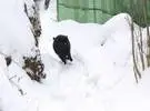第一次黑猫看到雪, 第二个很帅跑出来, 下一秒.....。