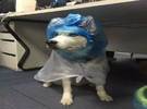 店主用塑料袋做的雨衣, 哈哈哈, 像狼奶奶!