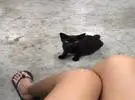 遇到一只 Phiming 的黑猫!