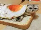 我买了一条煎蛋形的毯子盖住猫, 所以我想看看。