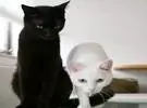 黑猫和白猫合影, 太美了 ~