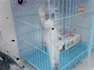 小猫在笼子里一直想跑出来, 各种方法去尝试, 各种各样的呼唤, 没想到.....。