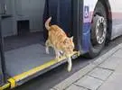 猫每天乘公交车去玩, 他们把乘客和司机挂钩。