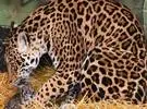 这只豹刚生下了宝宝, 不知如何照顾, 当宝宝饿了, 竟然.....。