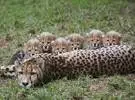 网友们拍了6只小猎豹藏在母亲的怀抱里偷看镜头, 经过1年的成长.....。