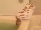 店主说猫不喜欢洗澡, 但喜欢推主浴, 我不知道为什么.....。